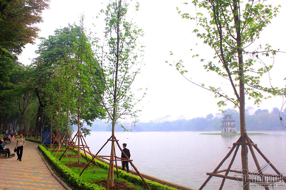 {title} cây phong lá đỏ,Hà Nội,phong lá đỏ