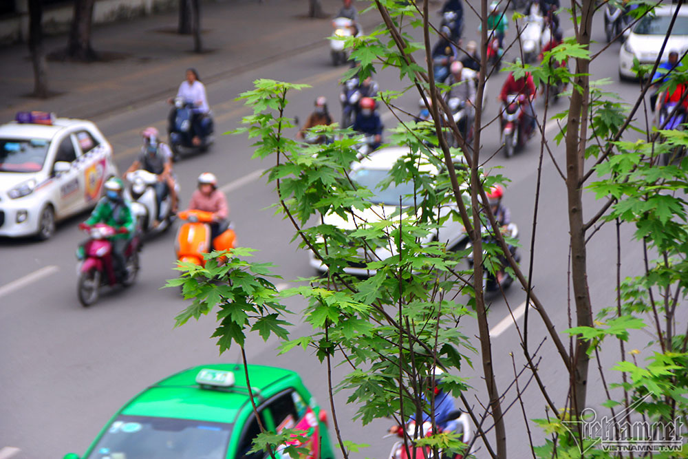 {title} cây phong lá đỏ,Hà Nội,phong lá đỏ