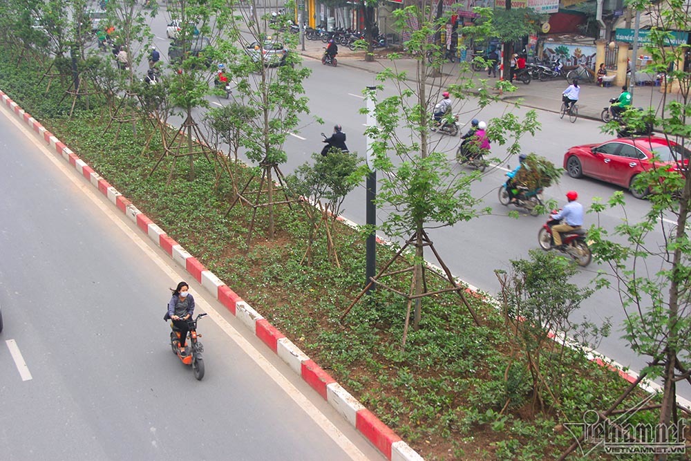 {title} cây phong lá đỏ,Hà Nội,phong lá đỏ