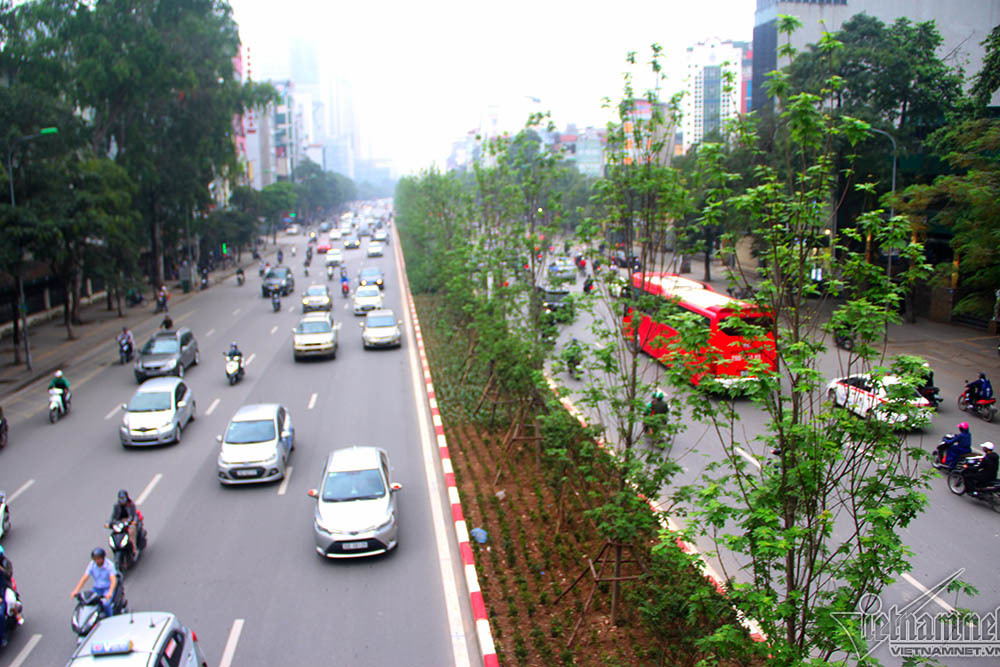 {title} cây phong lá đỏ,Hà Nội,phong lá đỏ