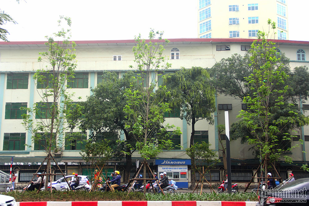 {title} cây phong lá đỏ,Hà Nội,phong lá đỏ