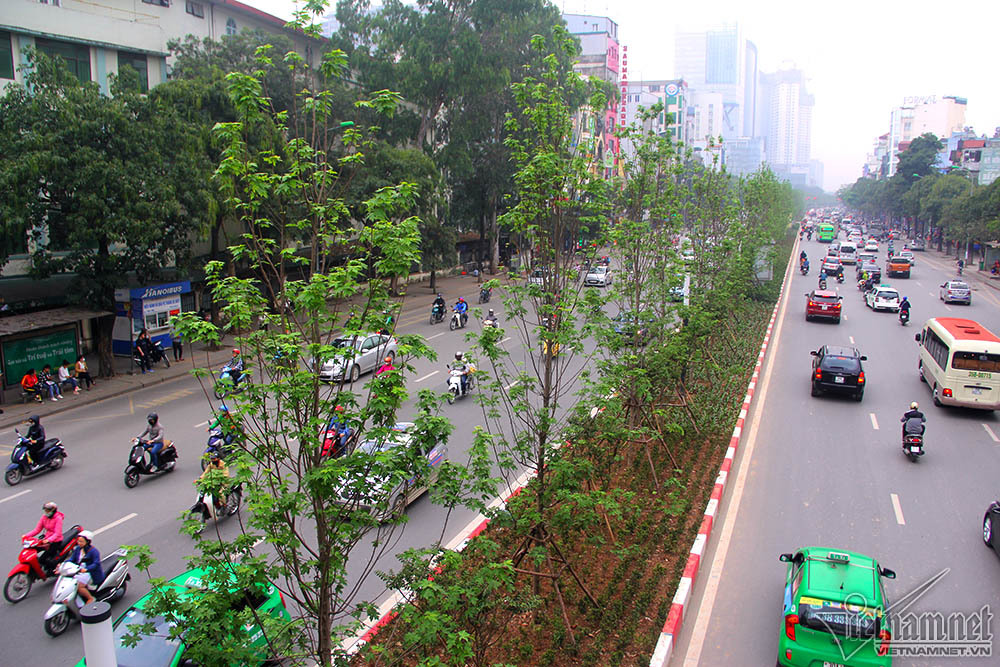 {title} cây phong lá đỏ,Hà Nội,phong lá đỏ